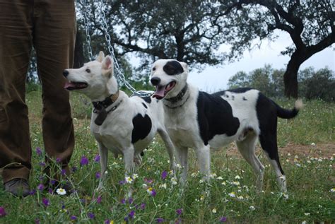 podenco paternino|Historia, caracterización y situación actual del Podenco。